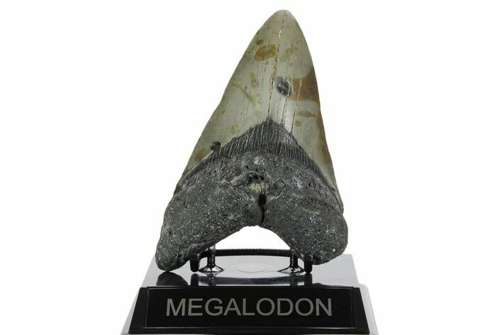 Fossil Megalodon Tooth - North Carolina #352409